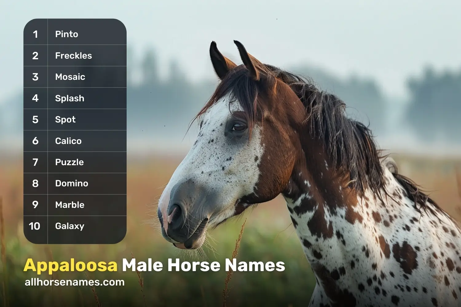 Appaloosa Male Horse Names