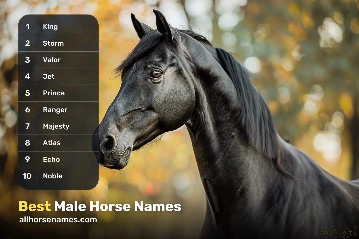 Best Male Horse Names