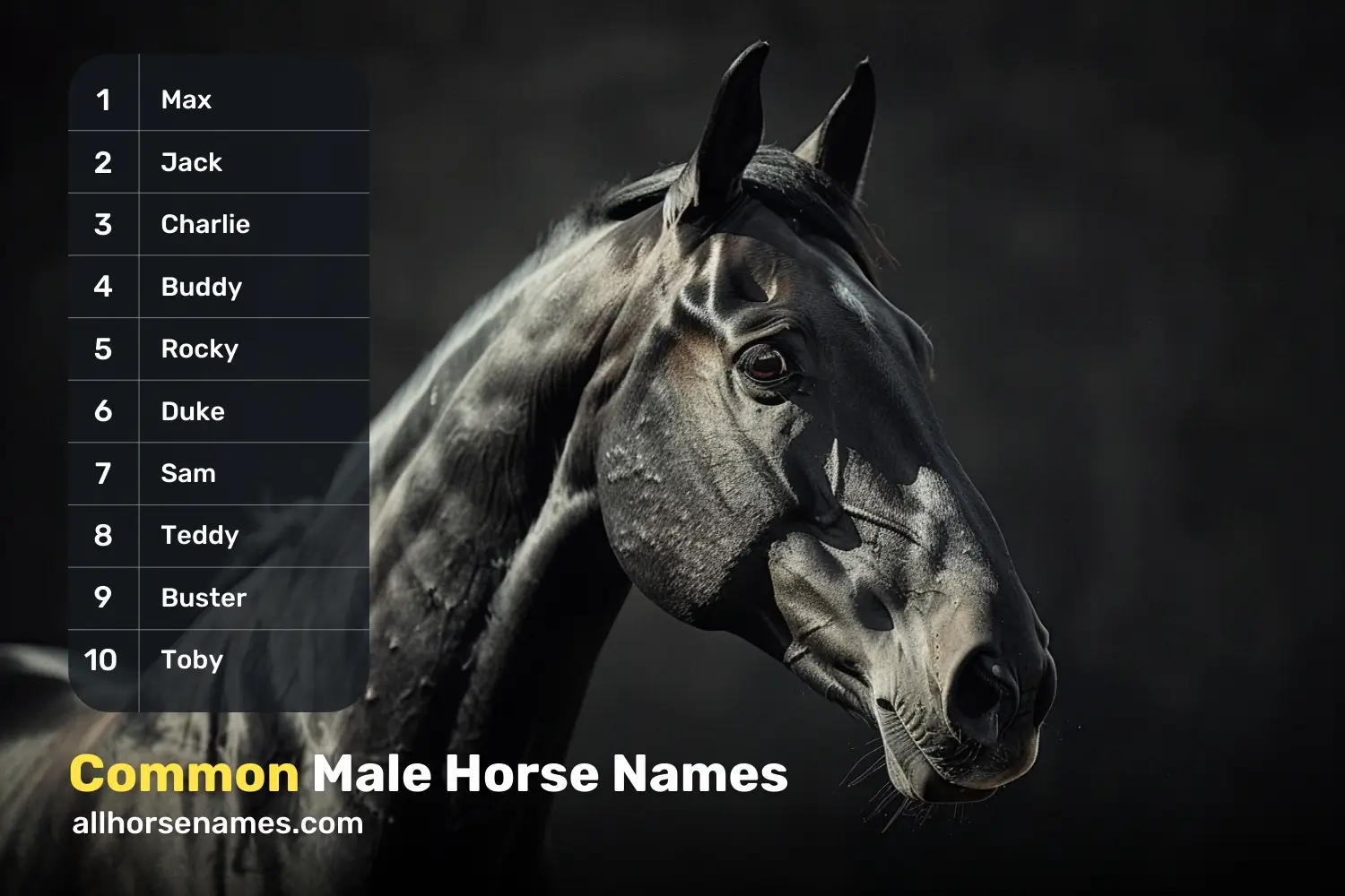 Common Male Horse Names