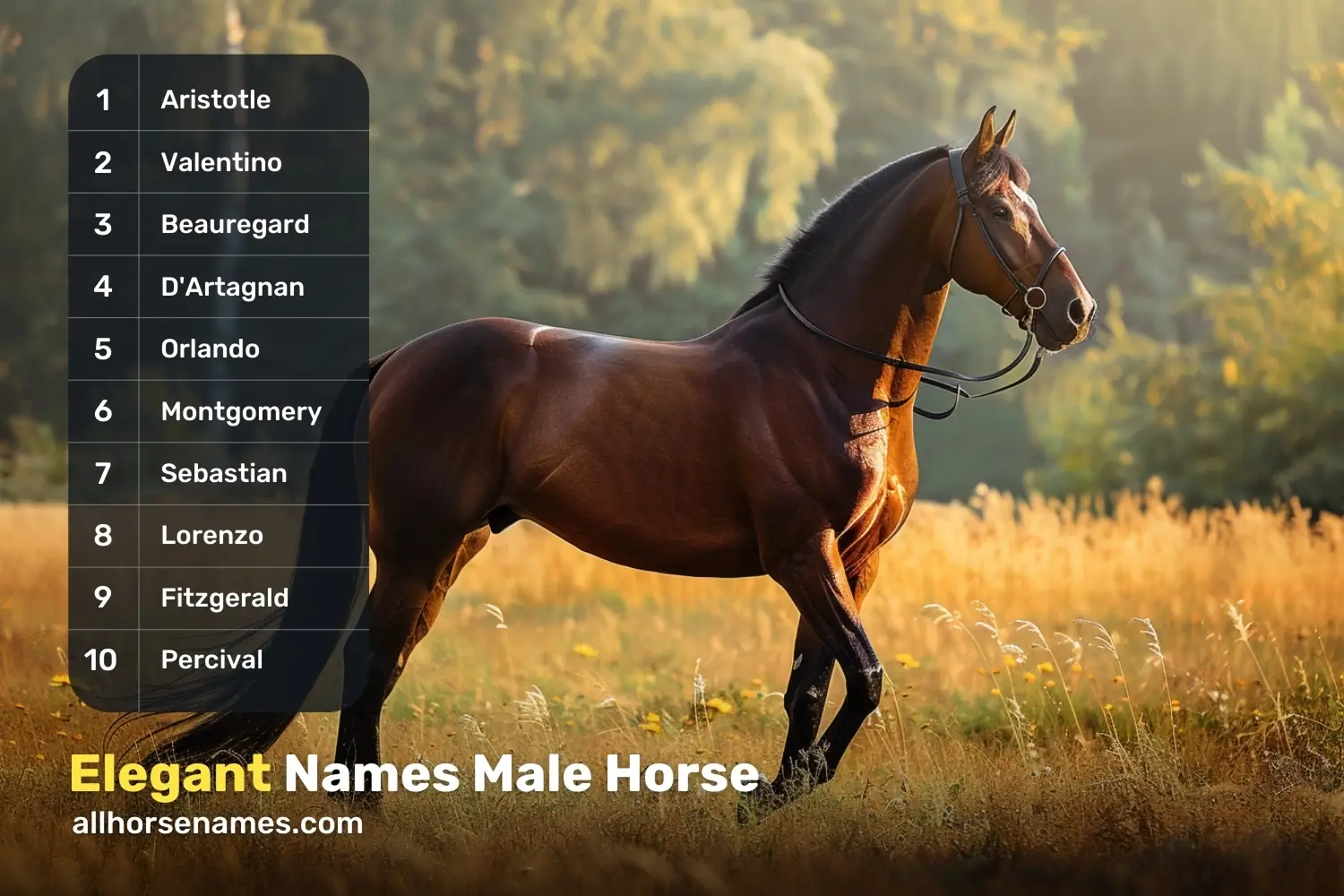 Elegant Names Male Horse