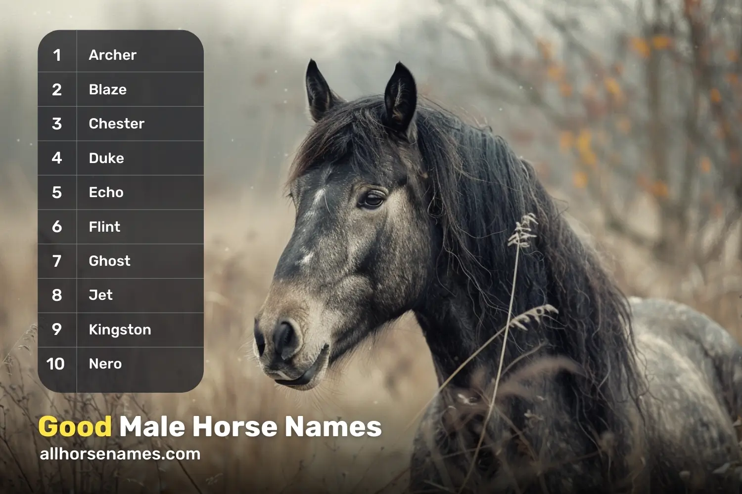 Good Male Horse Names