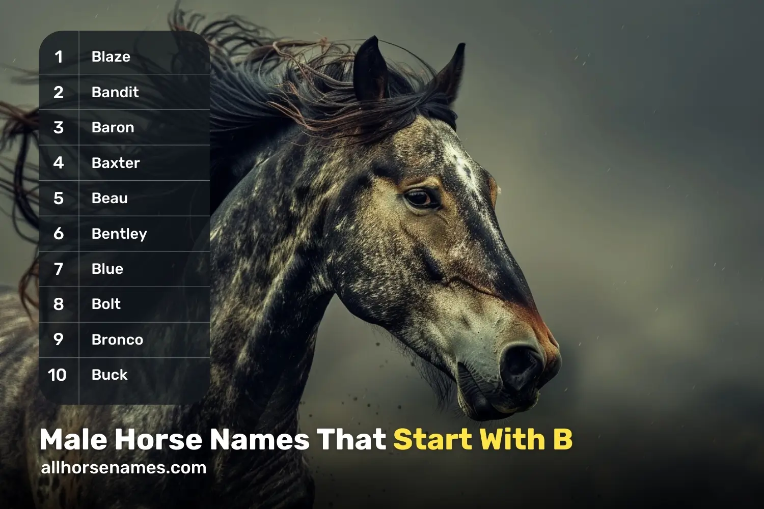 Male Horse Names That Start With B