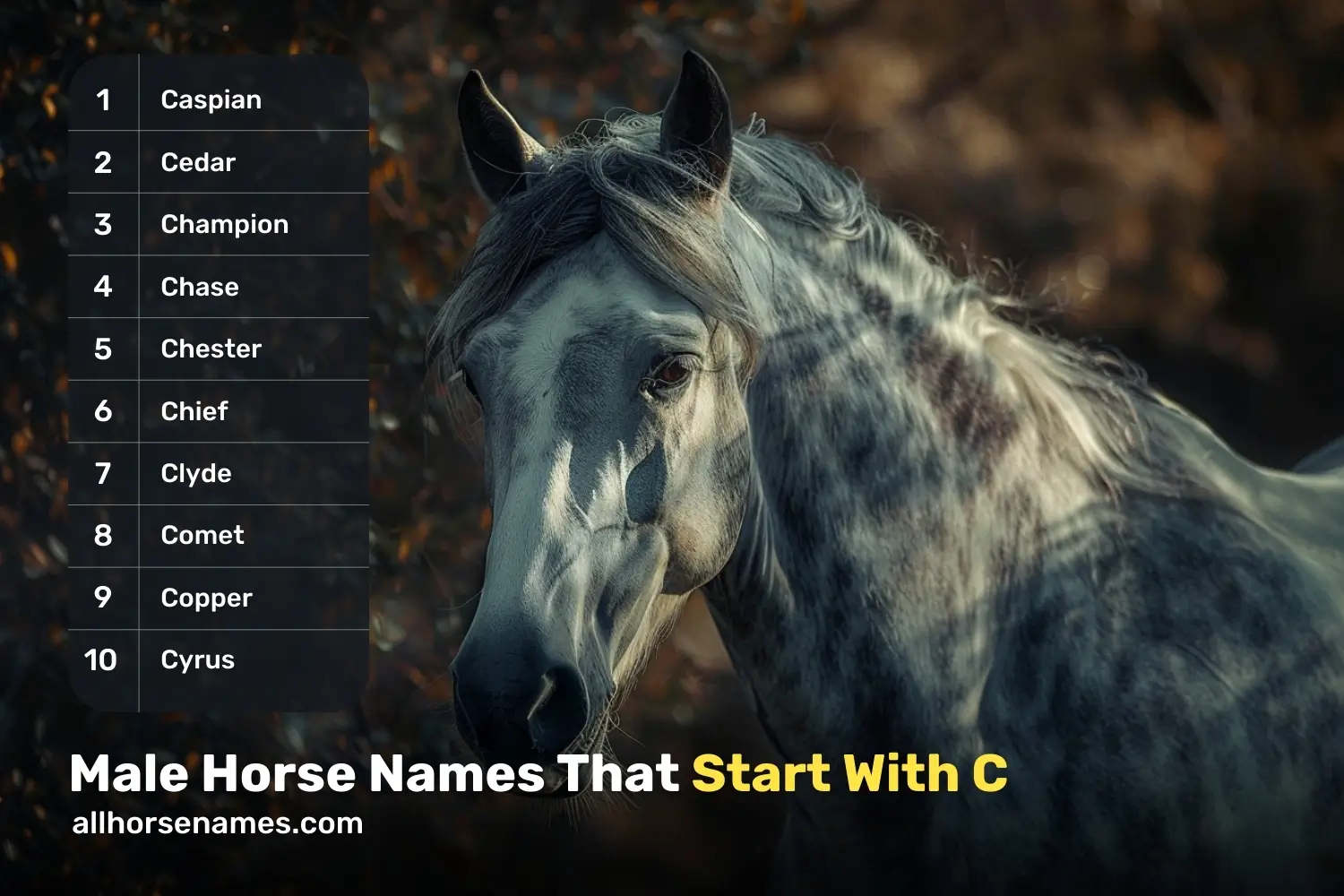 Male Horse Names That Start With C