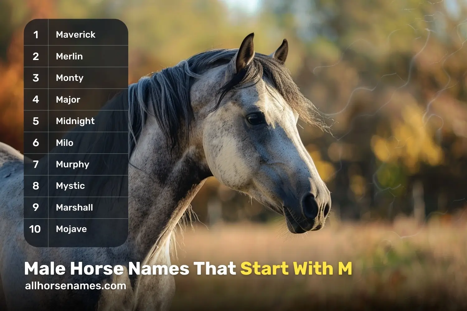 Male Horse Names That Start With M